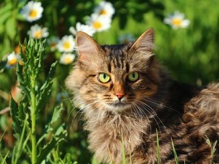 Обои цветы, зелень, кот, мордочка, усы, кошка, взгляд, мордашка, flowers, greens, cat, muzzle, mustache, look, face разрешение 1920x1280 Загрузить