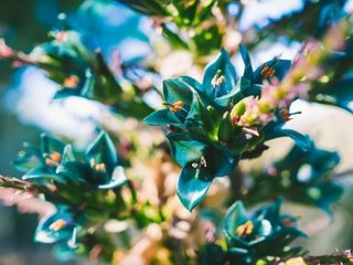 Обои цветы, лепестки, растение, синие, пуйя, puya berteroniana, flowers, petals, plant, blue, puja разрешение 2048x1365 Загрузить