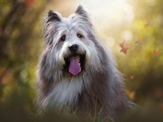 Обои мордочка, взгляд, собака, язык, birgit chytracek, бородатый колли, muzzle, look, dog, language, bearded collie разрешение 1920x1200 Загрузить