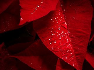 Обои листья, капли, капельки, красные листья, дождь, растение, пуансеттия, leaves, drops, droplets, red leaves, rain, plant, poinsettia разрешение 2048x1365 Загрузить