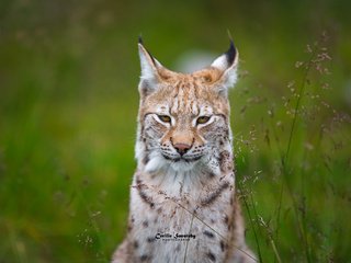 Обои трава, рысь, мордочка, взгляд, ушки, grass, lynx, muzzle, look, ears разрешение 2048x1365 Загрузить