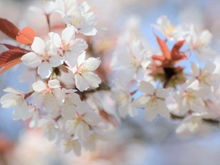 Обои ветка, цветение, размытость, весна, сакура, branch, flowering, blur, spring, sakura разрешение 2048x1356 Загрузить