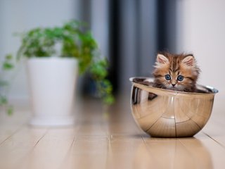 Обои животные, котенок, пол, растение, чашка, лежать, animals, kitty, floor, plant, cup, lie разрешение 2048x1365 Загрузить