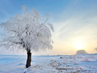 Обои снег, природа, дерево, зима, пейзаж, иней, jordache, snow, nature, tree, winter, landscape, frost разрешение 1920x1200 Загрузить