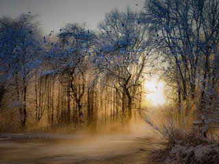 Обои деревья, природа, зима, парк, утро, туман, рассвет, иней, trees, nature, winter, park, morning, fog, dawn, frost разрешение 1920x1200 Загрузить