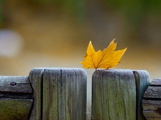 Обои макро, осень, забор, лист, кленовый лист, macro, autumn, the fence, sheet, maple leaf разрешение 2880x1800 Загрузить