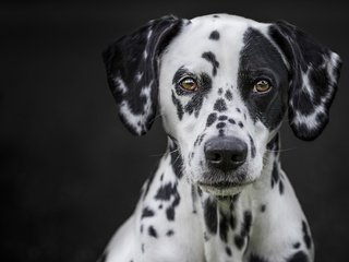 Обои глаза, мордочка, взгляд, далматин, cобака, eyes, muzzle, look, dalmatian, dog разрешение 2048x1365 Загрузить