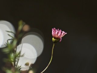 Обои цветок, лепестки, ромашка, стебель, боке, flower, petals, daisy, stem, bokeh разрешение 5184x3234 Загрузить