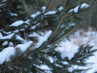 Обои снег, хвоя, зима, ветки, snow, needles, winter, branches разрешение 4272x2848 Загрузить