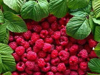 Обои листья, малина, ягоды, leaves, raspberry, berries разрешение 2880x1920 Загрузить