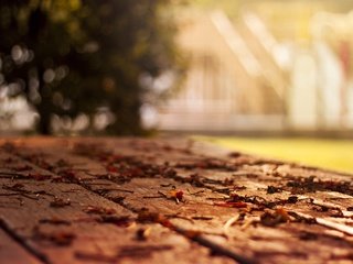 Обои дерево, листья, макро, осень, листопад, боке, tree, leaves, macro, autumn, falling leaves, bokeh разрешение 1920x1200 Загрузить