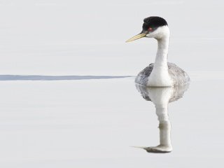 Обои вода, отражение, птица, клюв, перья, чомга, поганка, water, reflection, bird, beak, feathers, the great crested grebe, toadstool разрешение 2048x1369 Загрузить