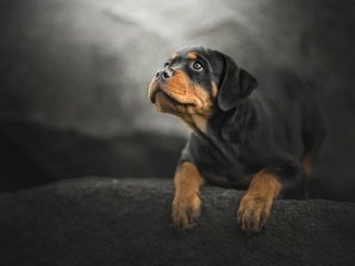 Обои мордочка, взгляд, собака, щенок, боке, ротвейлер, muzzle, look, dog, puppy, bokeh, rottweiler разрешение 2048x1366 Загрузить