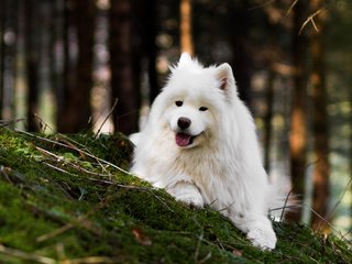 Обои природа, лес, собака, язык, боке, самоед, nature, forest, dog, language, bokeh, samoyed разрешение 2112x1188 Загрузить