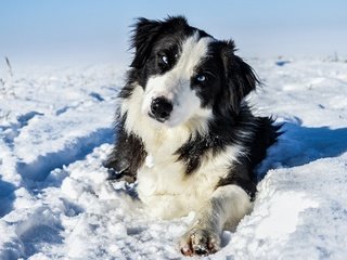 Обои снег, зима, мордочка, взгляд, собака, пес, бордер-колли, snow, winter, muzzle, look, dog, the border collie разрешение 2880x1732 Загрузить