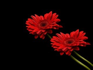Обои цветы, лепестки, красные, черный фон, стебли, герберы, flowers, petals, red, black background, stems, gerbera разрешение 4000x3000 Загрузить