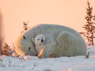 Обои снег, природа, животные, хищники, детеныш, медвежонок, белые медведи, медведица, snow, nature, animals, predators, cub, bear, polar bears разрешение 3072x2048 Загрузить