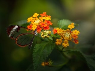 Обои цветы, макро, бабочка, лантана, стеклянная бабочка, грета ото, flowers, macro, butterfly, lantana, glass butterfly, greta oto разрешение 2048x1361 Загрузить