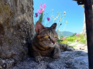 Обои цветы, природа, камни, кот, кошка, серый, полосатый, flowers, nature, stones, cat, grey, striped разрешение 2000x1325 Загрузить