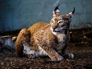 Обои поза, рысь, взгляд, пень, зоопарк, pose, lynx, look, stump, zoo разрешение 3840x2560 Загрузить