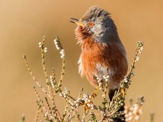 Обои природа, птица, nature, bird разрешение 3840x2160 Загрузить