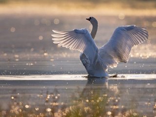 Обои свет, поза, водоем, птица, плавание, лебедь, боке, взмах крыльев, light, pose, pond, bird, swimming, swan, bokeh, flap разрешение 1920x1281 Загрузить