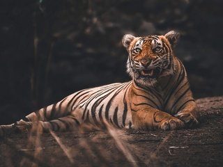 Обои тигр, лежит, темный фон, пасть, бревно, tiger, lies, the dark background, mouth, log разрешение 2880x1620 Загрузить