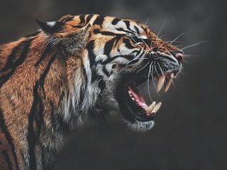 Обои тигр, морда, клыки, профиль, темный фон, пасть, рык, агрессия, tiger, face, fangs, profile, the dark background, mouth, roar, aggression разрешение 2000x1335 Загрузить