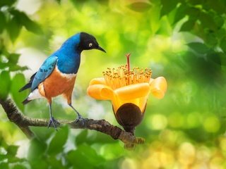 Обои ветка, fuyi chen, природа, дерево, цветок, листва, птица, тайвань, боке, branch, nature, tree, flower, foliage, bird, taiwan, bokeh разрешение 2000x1333 Загрузить