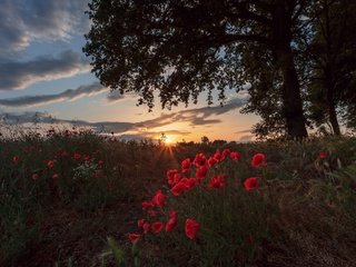 Обои цветы, лето, облака, красные, вечер, маки, солнце, колосья, дерево, закат, поле, ветки, flowers, summer, clouds, red, the evening, maki, the sun, ears, tree, sunset, field, branches разрешение 2048x1489 Загрузить