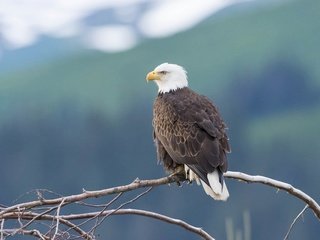 Обои горы, дерево, фон, ветки, птица, белоголовый орлан, mountains, tree, background, branches, bird, bald eagle разрешение 2880x1620 Загрузить