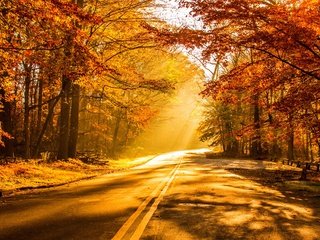 Обои дорога, деревья, природа, лес, листья, закат, парк, осень, road, trees, nature, forest, leaves, sunset, park, autumn разрешение 5184x2916 Загрузить