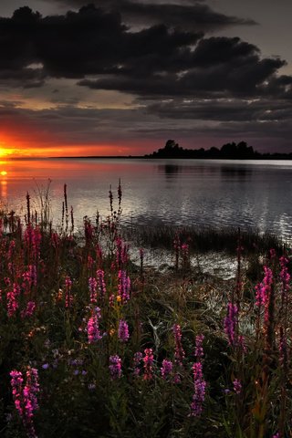 Обои цветы, облака, закат, flowers, clouds, sunset разрешение 2560x1600 Загрузить