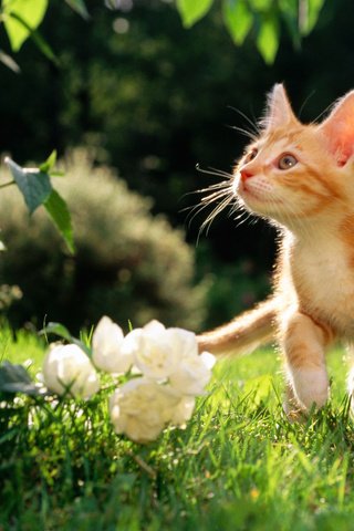 Обои цветы, рыжий котяра, травка, flowers, a ginger cat, weed разрешение 1920x1200 Загрузить