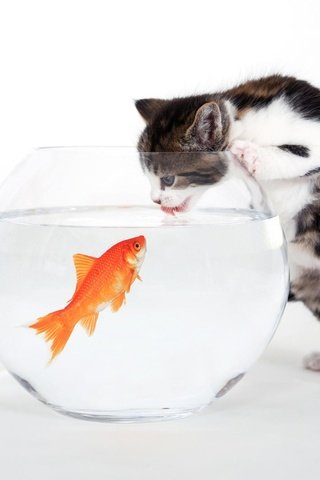 Обои котенок, белый, аквариум, рыбка, kitty, white, aquarium, fish разрешение 1920x1200 Загрузить