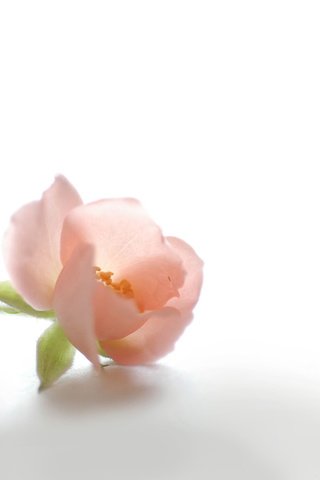 Обои цветок, лепестки, бутон, шиповник, розовый, белый фон, нежность, flower, petals, bud, briar, pink, white background, tenderness разрешение 1920x1200 Загрузить
