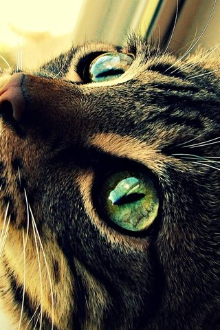Обои глаза, кот, шерсть, кошка, зеленые, котэ, eyes, cat, wool, green, kote разрешение 1920x1052 Загрузить