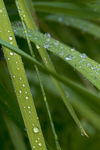 Обои трава, макро, роса, капли, капельки, десктоп, зеленые листья, grass, macro, rosa, drops, droplets, desktop, green leaves разрешение 1920x1080 Загрузить