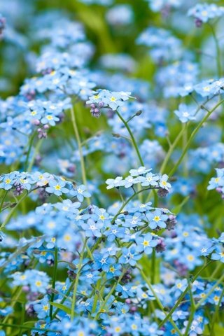 Обои цветы, природа, обои, макро, nature wallpapers, незабудки,  цветы, незабудка, flowers, nature, wallpaper, macro, forget-me-nots, forget-me-not разрешение 2560x1600 Загрузить