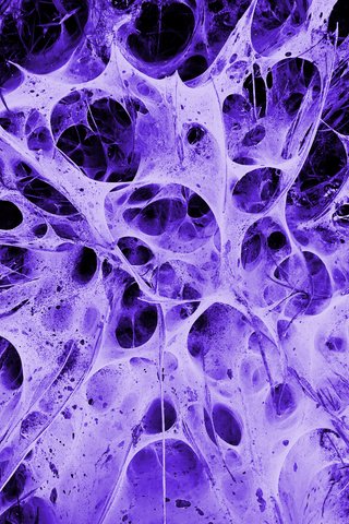 Обои фиолетовый, паутина, alien's nest, purple, web разрешение 2560x1600 Загрузить