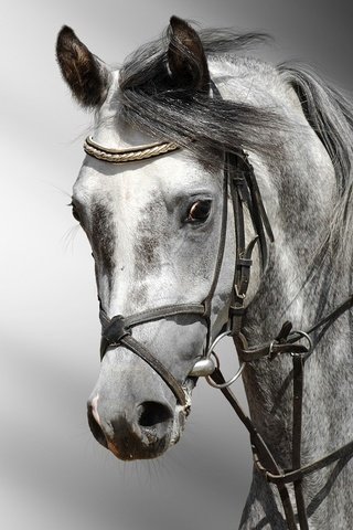 Обои лошадь, серая, конь, грива, голова, сбруя, horse, grey, mane, head, harness разрешение 1920x1440 Загрузить