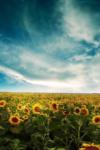 Обои небо, облака, поле, подсолнухи, the sky, clouds, field, sunflowers разрешение 1920x1200 Загрузить