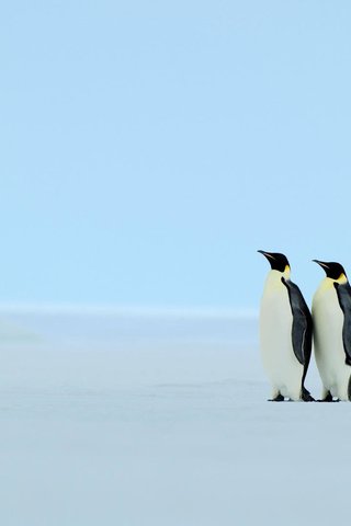 Обои снег, зима, пингвины, snow, winter, penguins разрешение 1920x1080 Загрузить