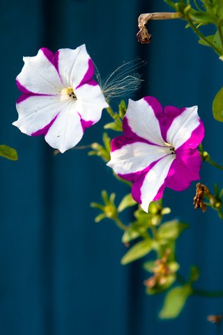 Обои цветы, листья, синий, лепестки, фиолетовый, белый, белые, фиолетовые, петуния, flowers, leaves, blue, petals, purple, white, petunia разрешение 1920x1079 Загрузить