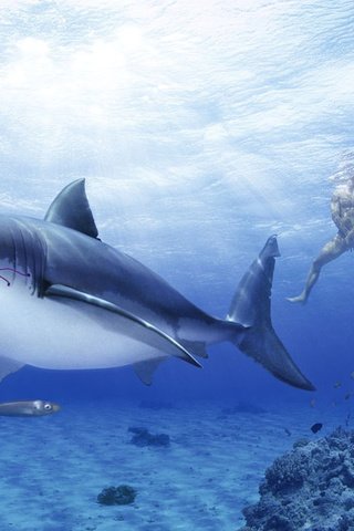Обои море, трусы, мужчина, акула, sea, briefs, male, shark разрешение 1920x1200 Загрузить