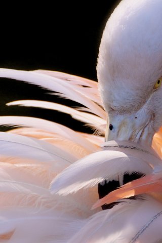 Обои фламинго, flamingo разрешение 2560x1600 Загрузить