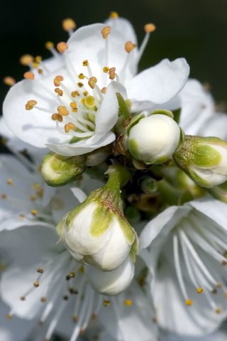 Обои цветение, весна, яблоня, flowering, spring, apple разрешение 1920x1200 Загрузить