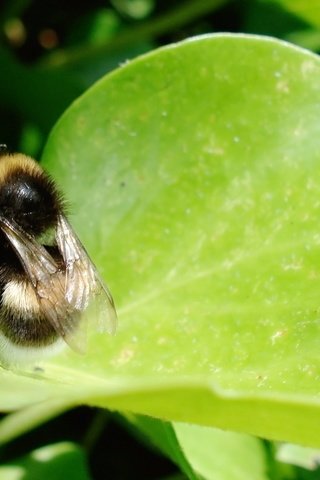 Обои трава, лист, насекомые, шмель, grass, sheet, insects, bumblebee разрешение 2560x1600 Загрузить