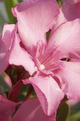 Обои цветы, лепестки, розовые, олеандр, flowers, petals, pink разрешение 2560x1600 Загрузить