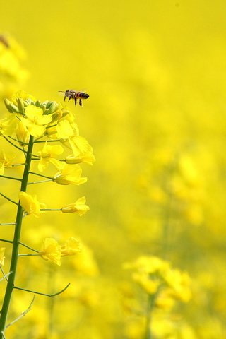 Обои цветы, насекомое, крылья, пчела, желтые, рапс, flowers, insect, wings, bee, yellow, rape разрешение 1920x1080 Загрузить